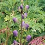 Aconitum napellus ফুল