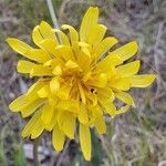 Agoseris glauca 花