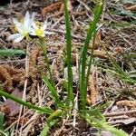 Nothoscordum bivalve পাতা