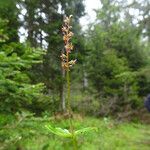 Neottia cordata Habit