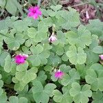 Oxalis articulataFloare