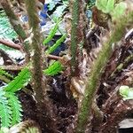 Dryopteris crassirhizoma Bark