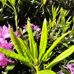 Rhododendron ponticum Hostoa
