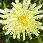 Hieracium berardianum Цвят