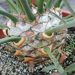 Encephalartos lehmannii Corteza
