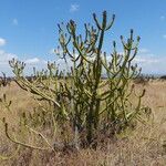 Euphorbia scarlatina Habit