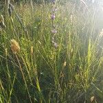 Campanula cervicaria Plante entière