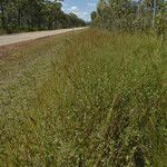 Bothriochloa bladhii Habit