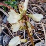 Astragalus australis Flower