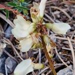 Astragalus australis Floro