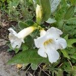 Incarvillea delavayi Flower