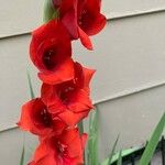 Gladiolus communisফুল