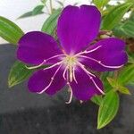 Tibouchina flower in my garden.Flower