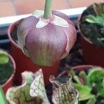 Sarracenia purpurea Цвят