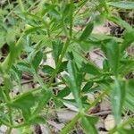 Laserpitium gallicum Leaf