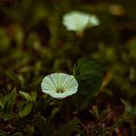 Ipomoea obscura Λουλούδι