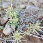Eragrostis cilianensis Plod