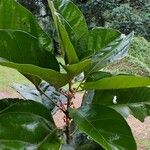 Cola hypochrysea Otro