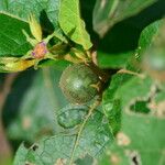 Solanum paludosum Φρούτο