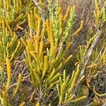 Arthrocnemum macrostachyum Likasa