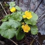 Caltha palustris عادت داشتن