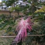 Samanea saman Floro