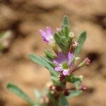 Lythrum tribracteatum 花