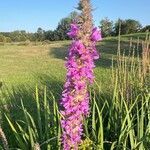 Lythrum virgatumFlower