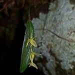 Pleurothallis pruinosa Blomst