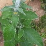 Buddleja stachyoides Yaprak