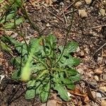 Hypochaeris glabra Blad