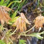 Trifolium alpinum Fruct