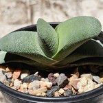 Gasteria glomerata 葉