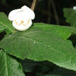 Bowkeria verticillata Blomma