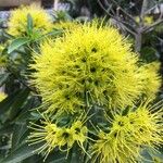 Xanthostemon chrysanthus Kvet