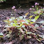 Persicaria nepalensis 整株植物