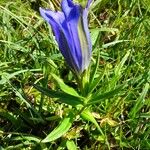 Gentiana pneumonanthe Συνήθη χαρακτηριστικά