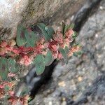 Euphorbia maculata Blomst