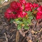 Rhododendron forrestii Blad