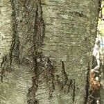 Betula lenta Azala