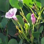 Ipomoea pes-caprae ᱵᱟᱦᱟ