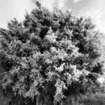 Podocarpus totara Habitus