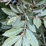 Aglaia elaeagnoidea Deilen