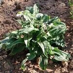 Echinacea pallida Alkat (teljes növény)