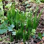 Leucojum vernum Yaprak