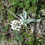 Plantago monosperma Folla