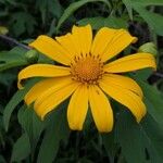 Tithonia diversifolia 花