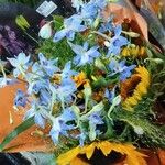 Delphinium leroyi Flor