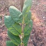 Jacaranda macrantha Fuelha