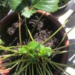 Fragaria × ananassa Leaf